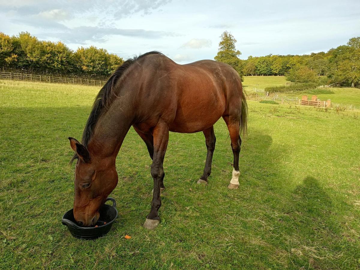 The Stables At Eriviat Hall Henllan  외부 사진